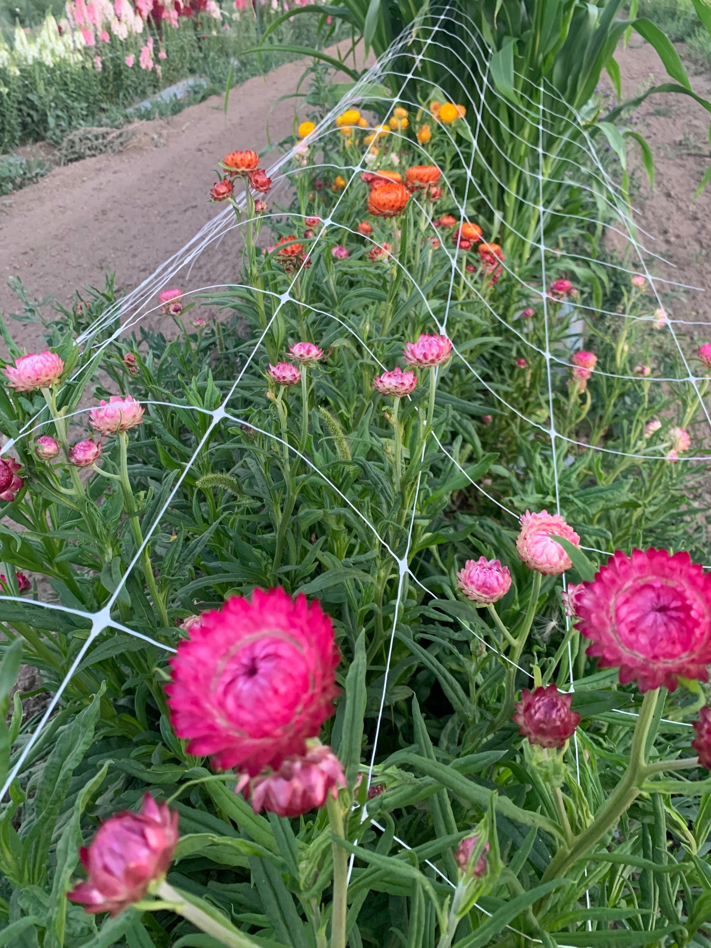 Strawflower Seed