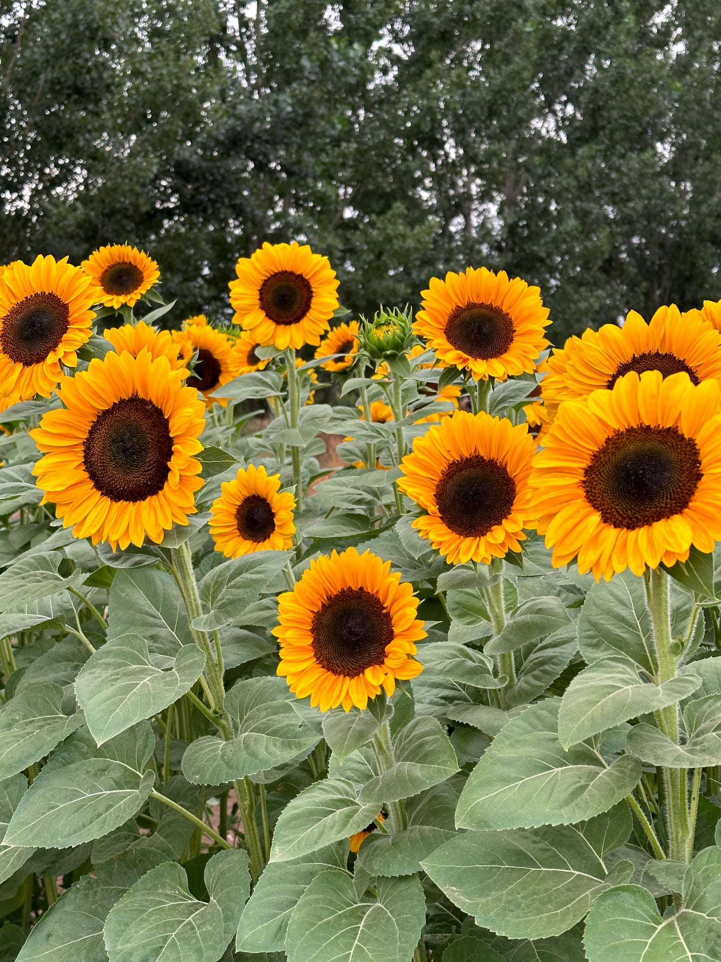 Sunflower Seeds