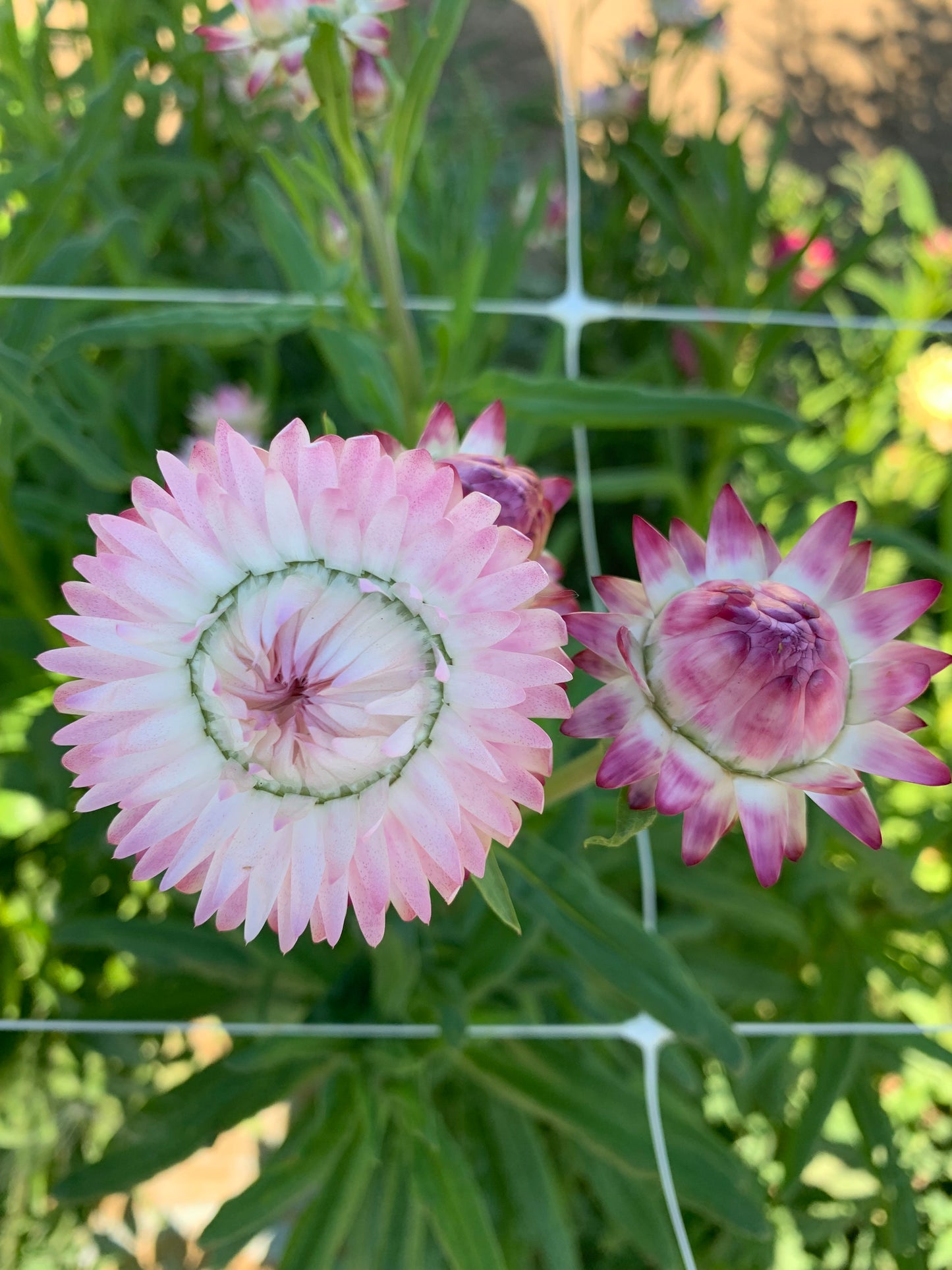 Strawflower Seed