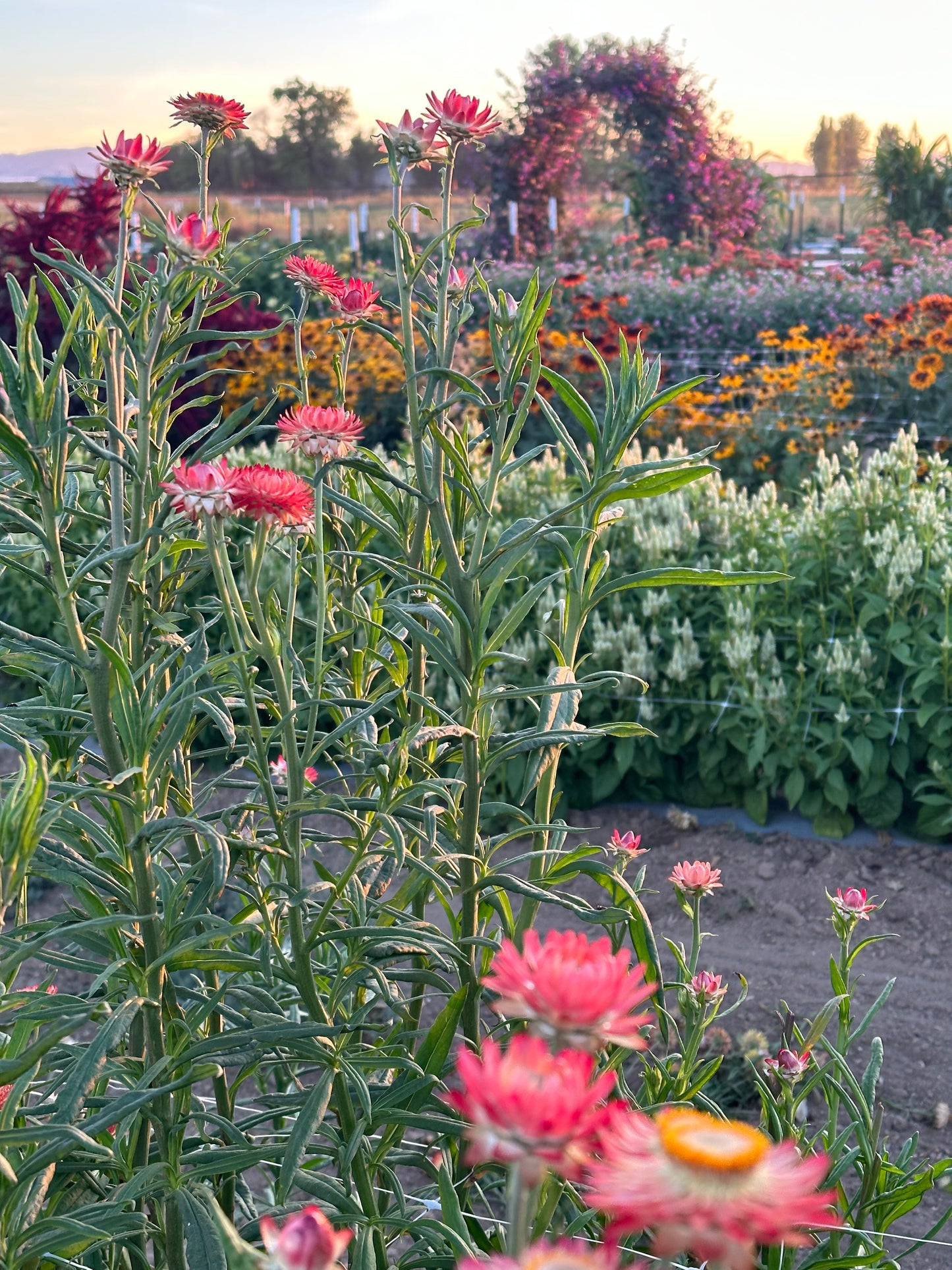 Strawflower Seed