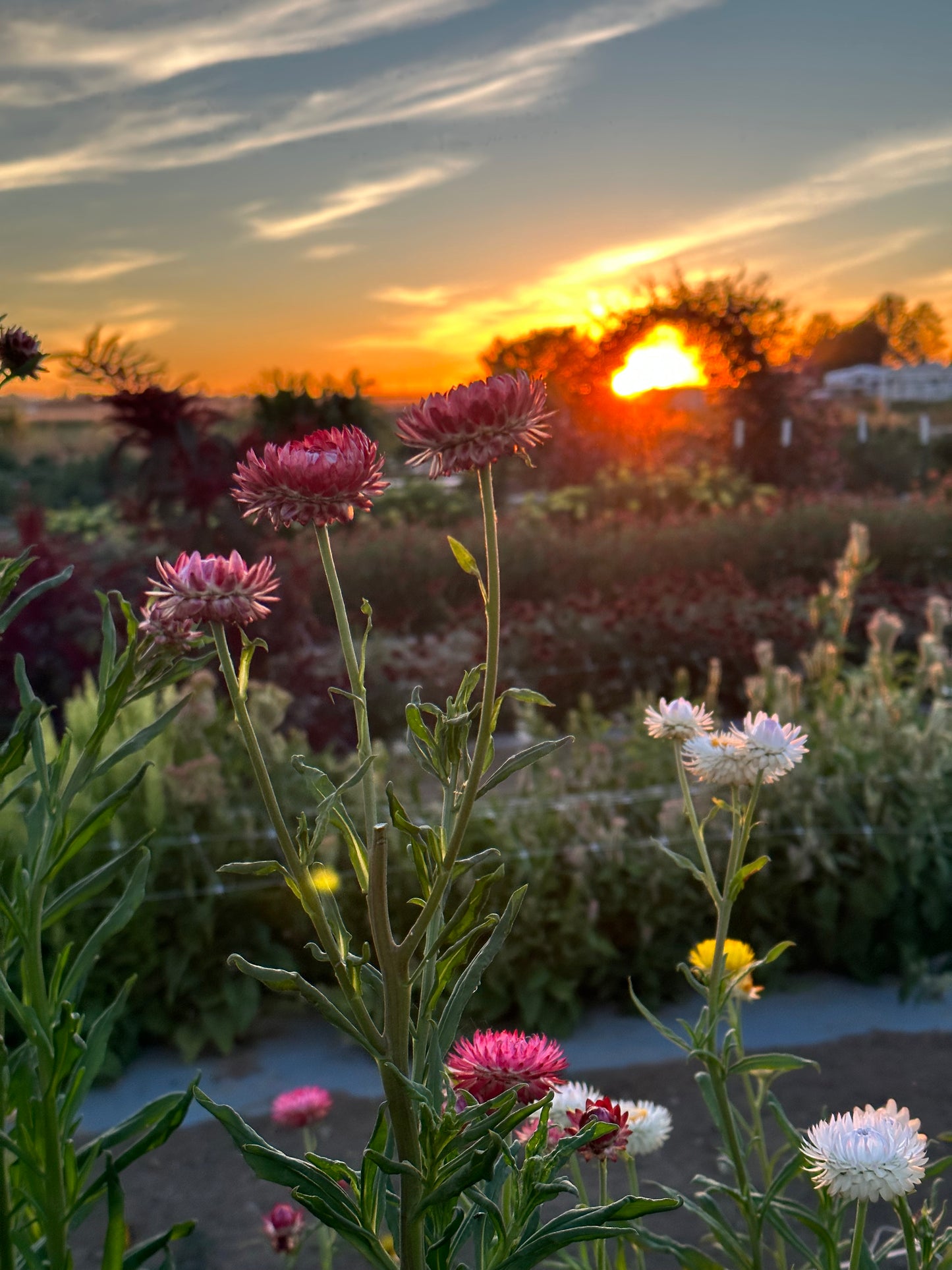 Strawflower Seed