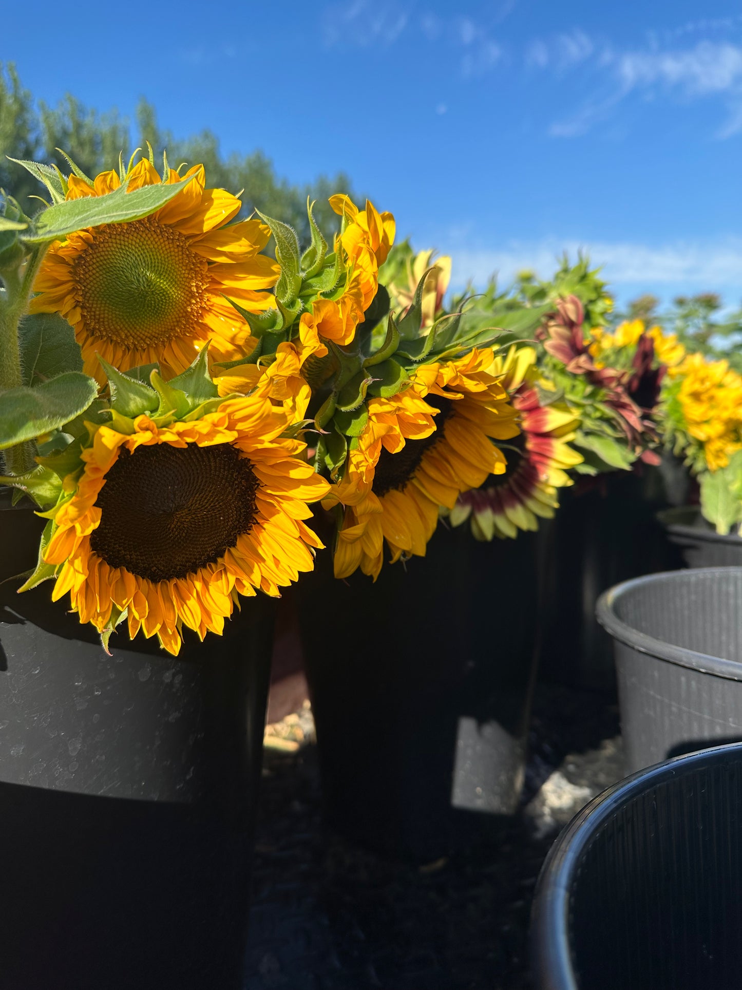 Sunflower Seeds