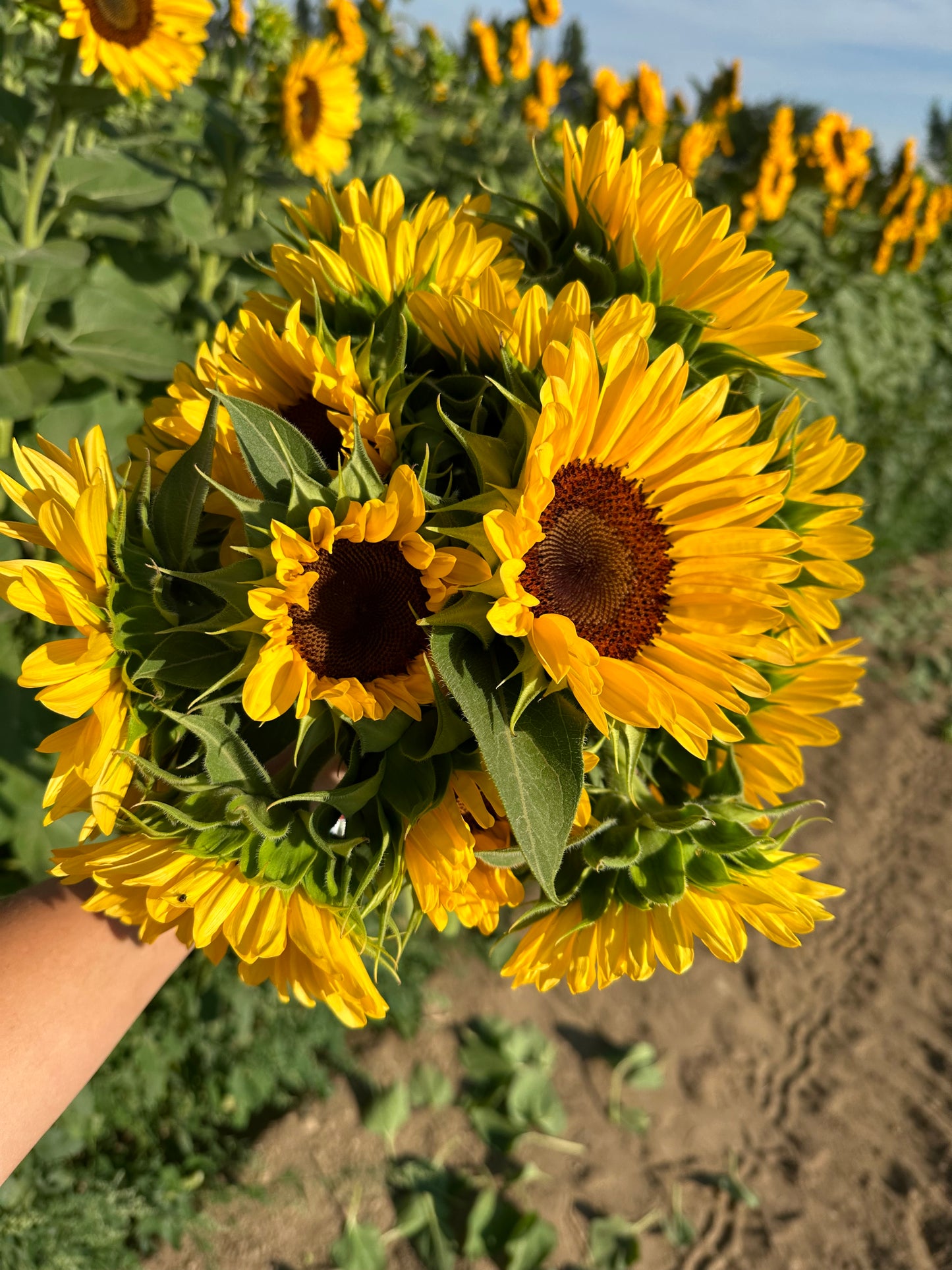 Sunflower Seeds