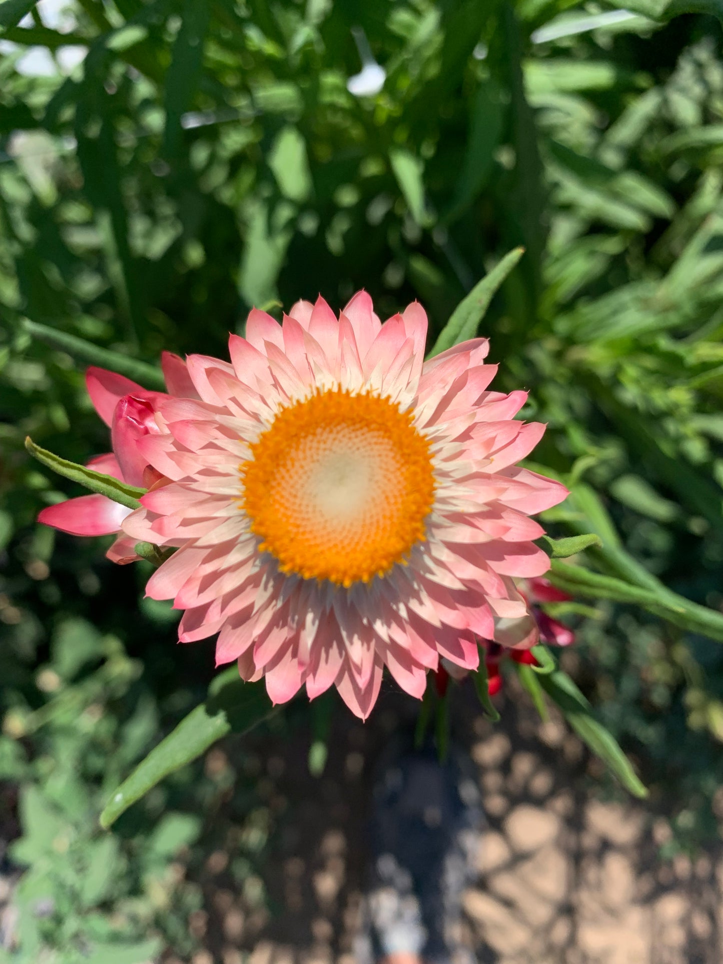 Strawflower Seed