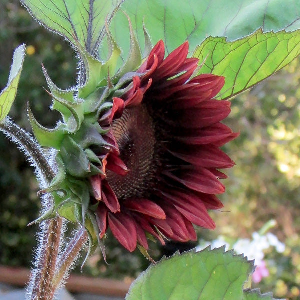 Sunflower Seeds