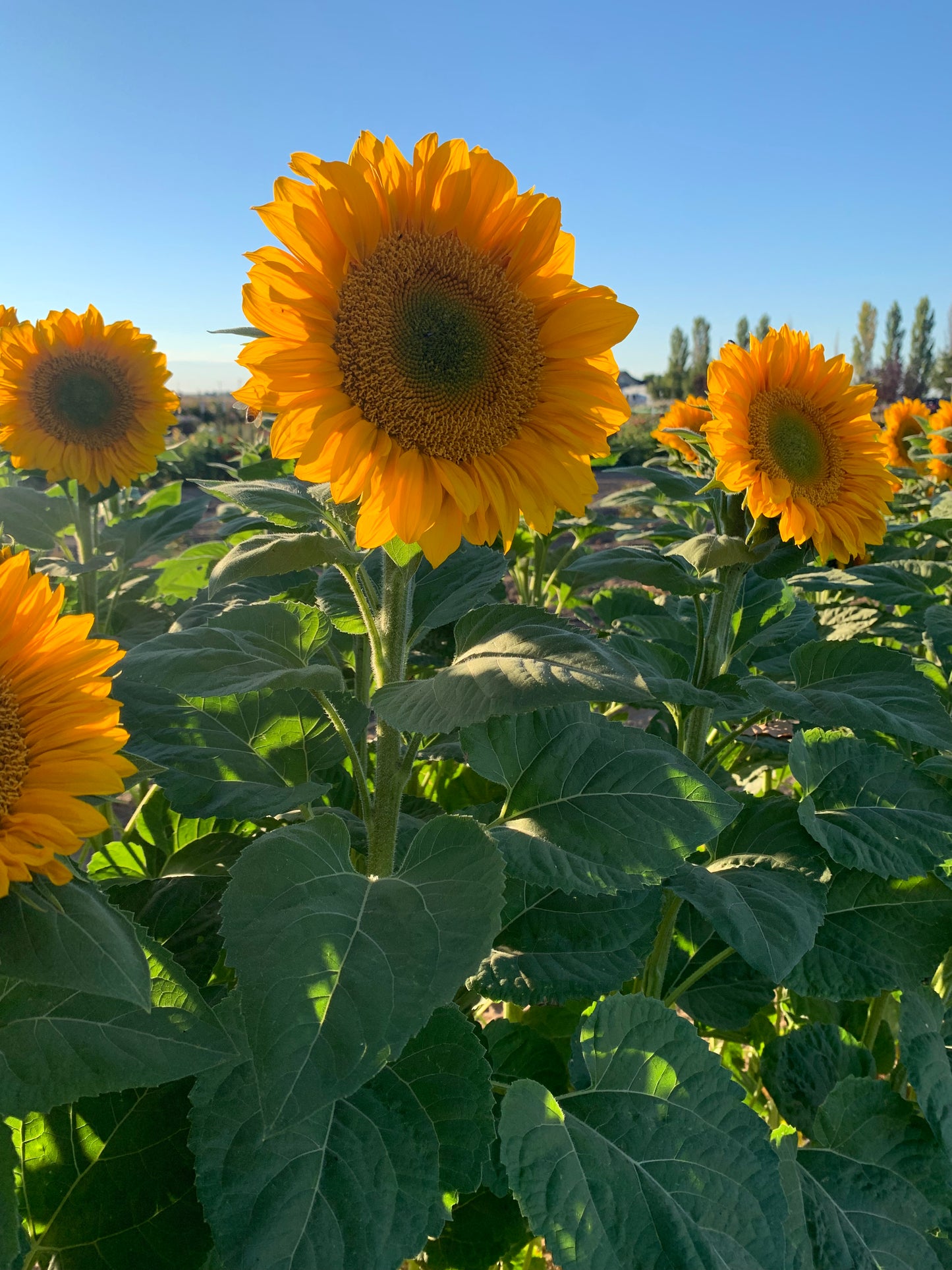 Sunflower Seeds